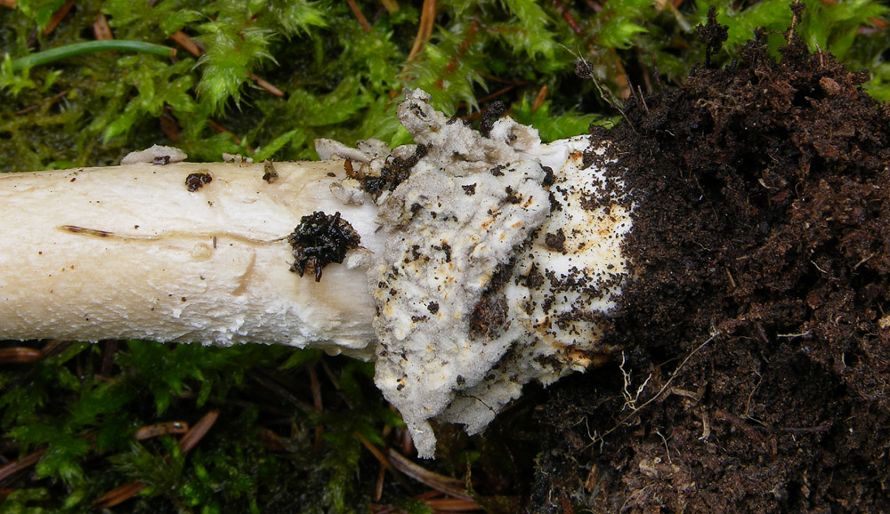 Amanita submembranacea o ceciliae...?